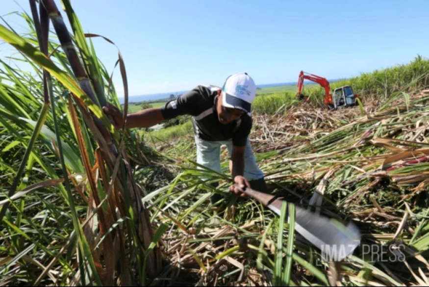 Campagne sucrière : la coupe débutera ce mercredi dans le nord et l'est